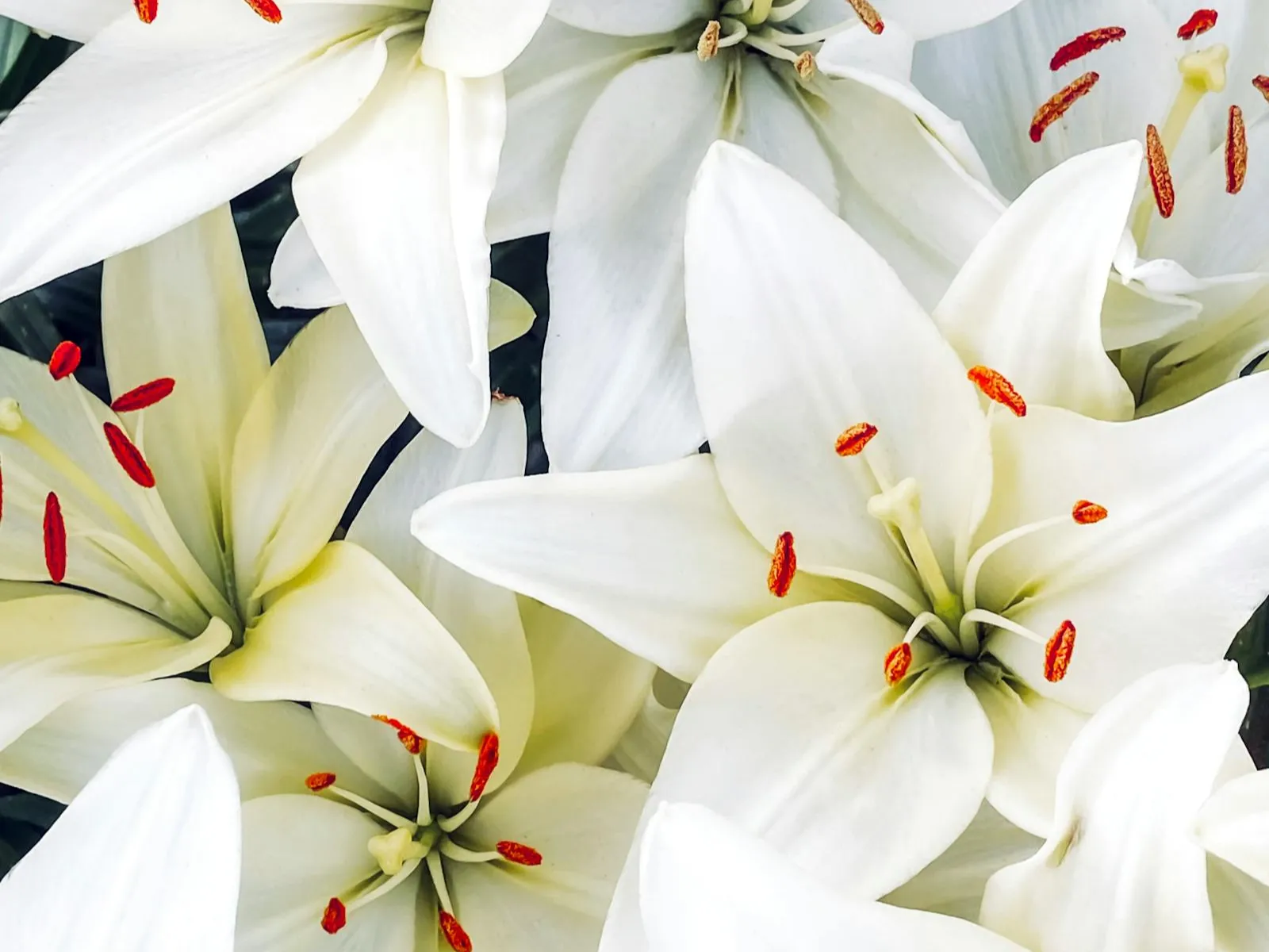 White Lily Tribute
