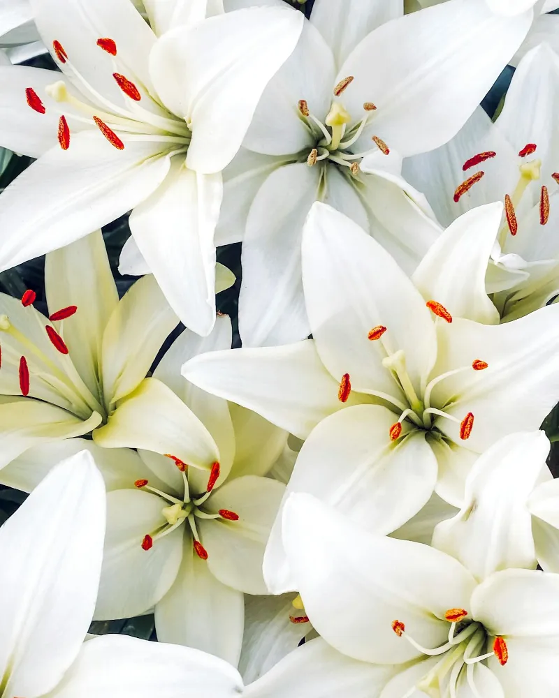 White Lily Tribute