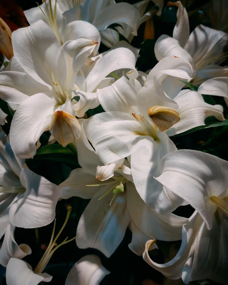 Memorial Spray