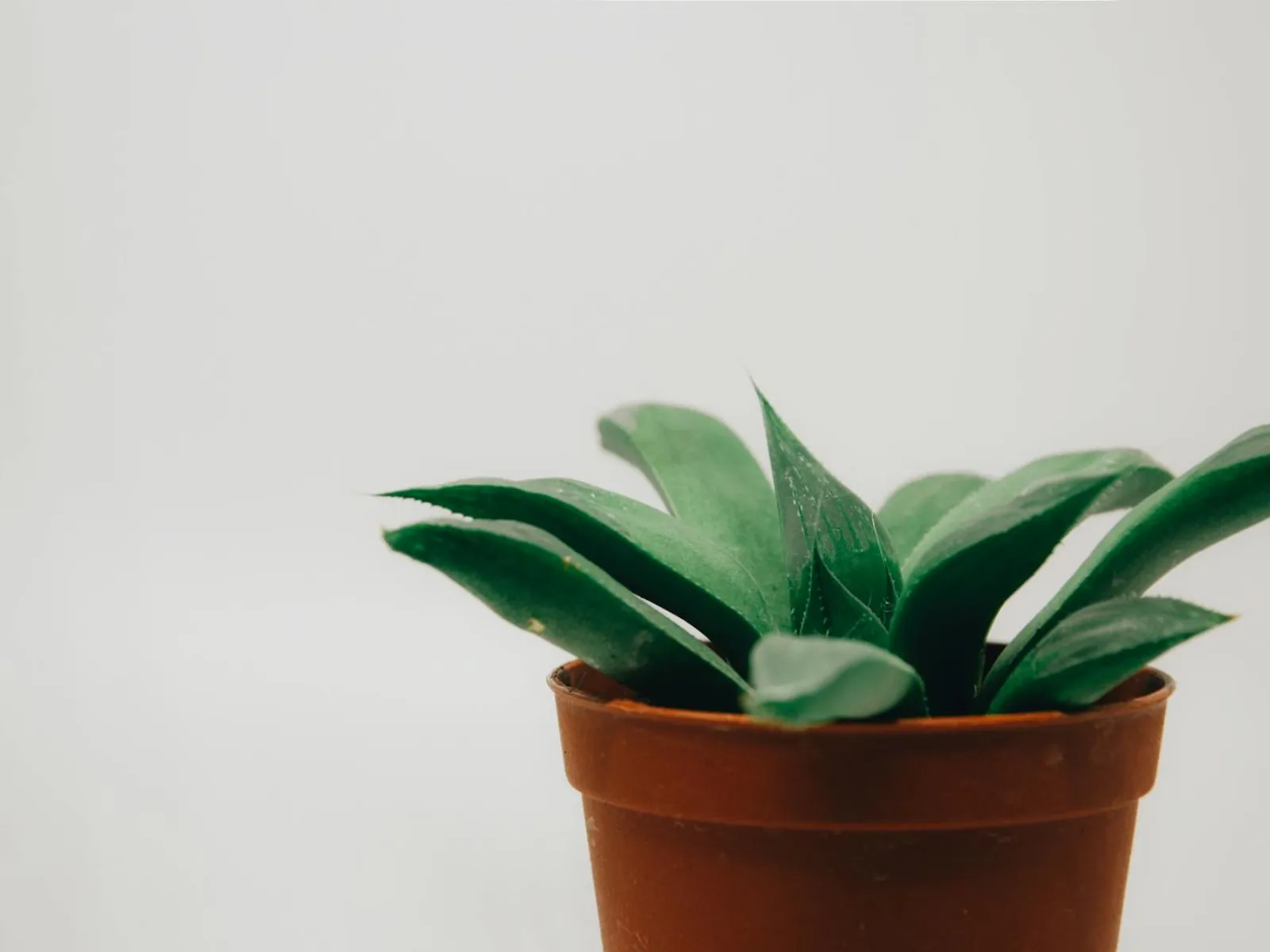 Monstera Deliciosa
