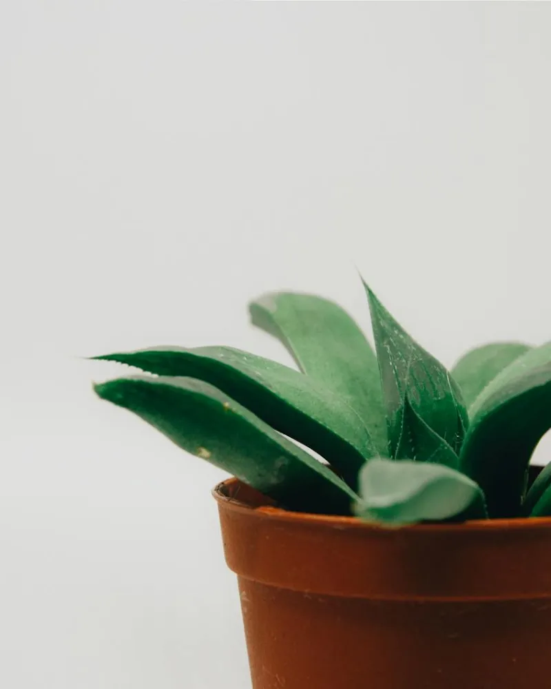 Monstera Deliciosa