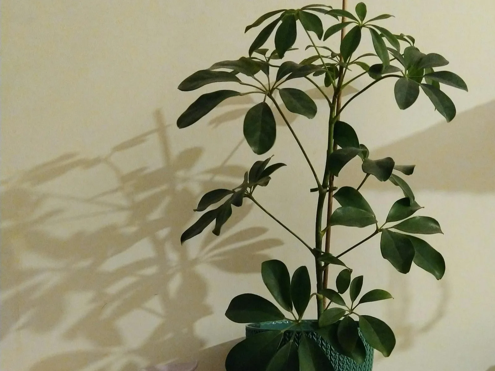 Phalaenopsis Orchid