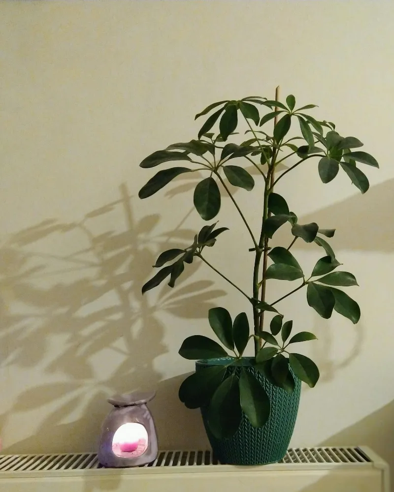 Phalaenopsis Orchid