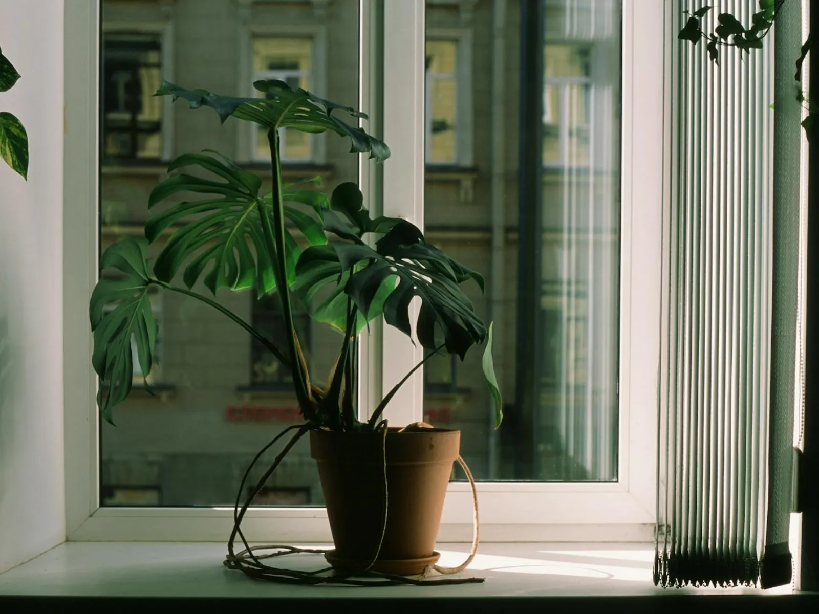 Snake Plant