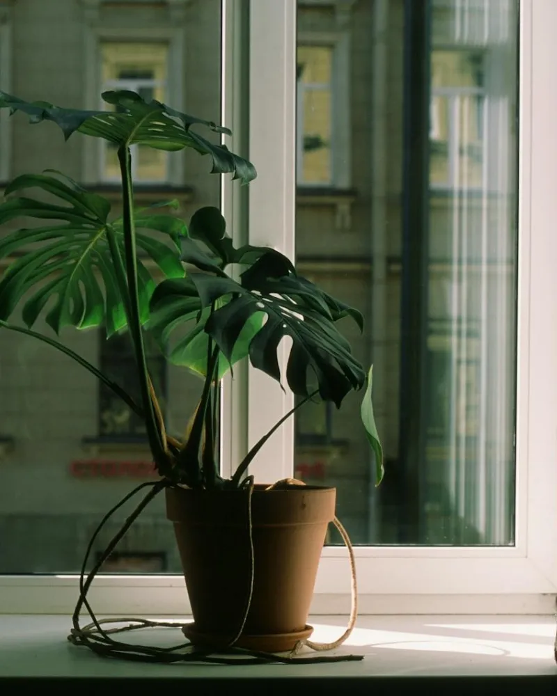 Snake Plant