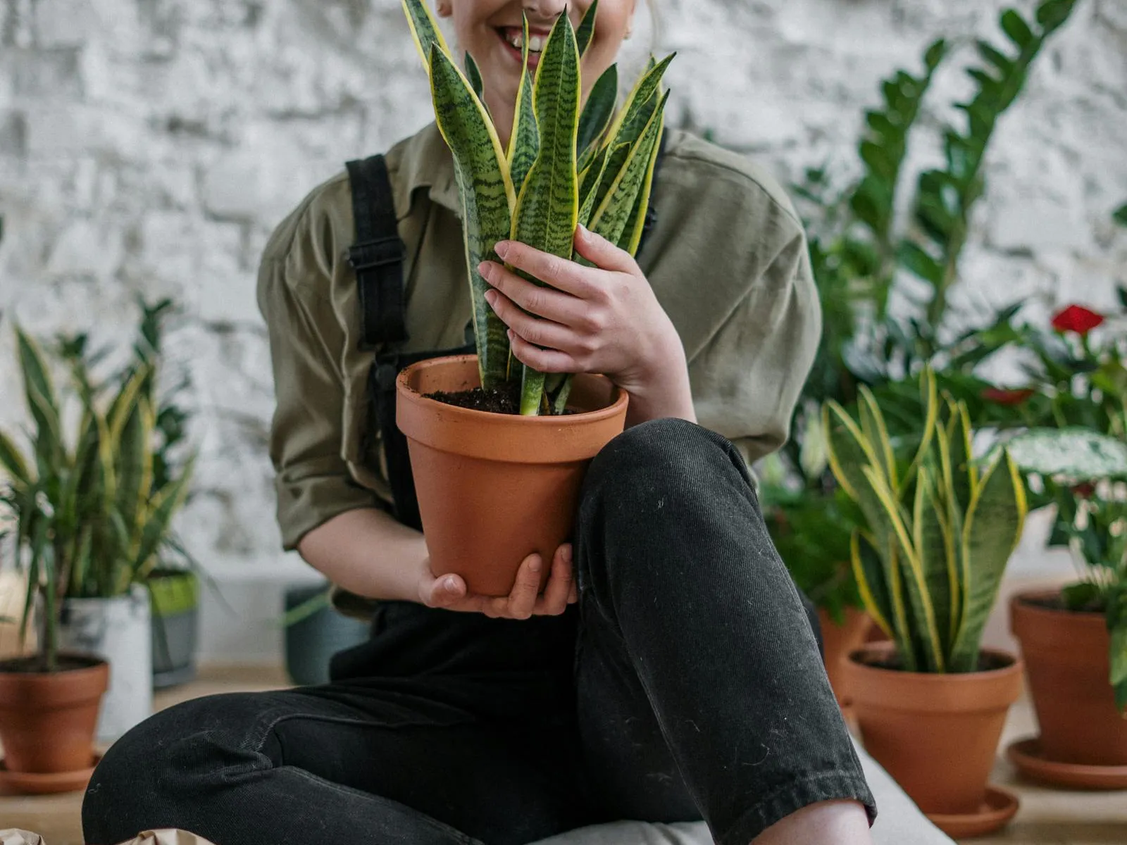 Fiddle-Leaf Fig