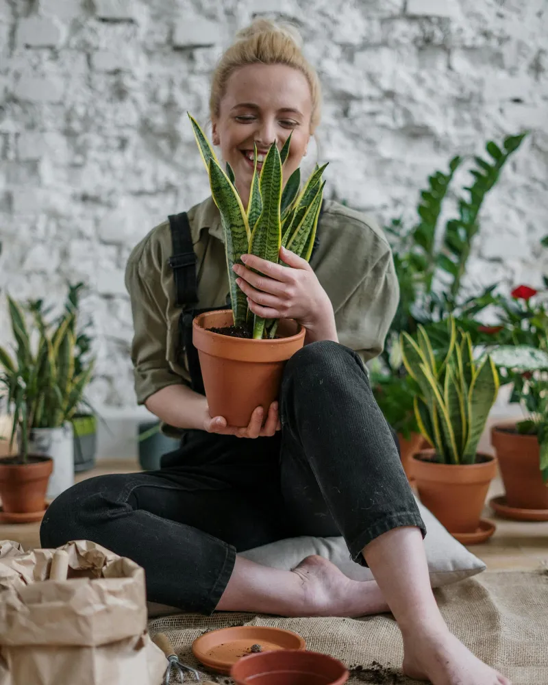 Fiddle-Leaf Fig