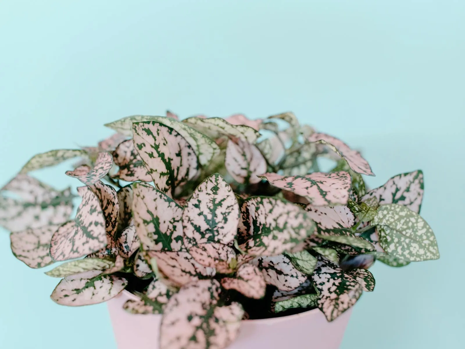 Succulent Trio