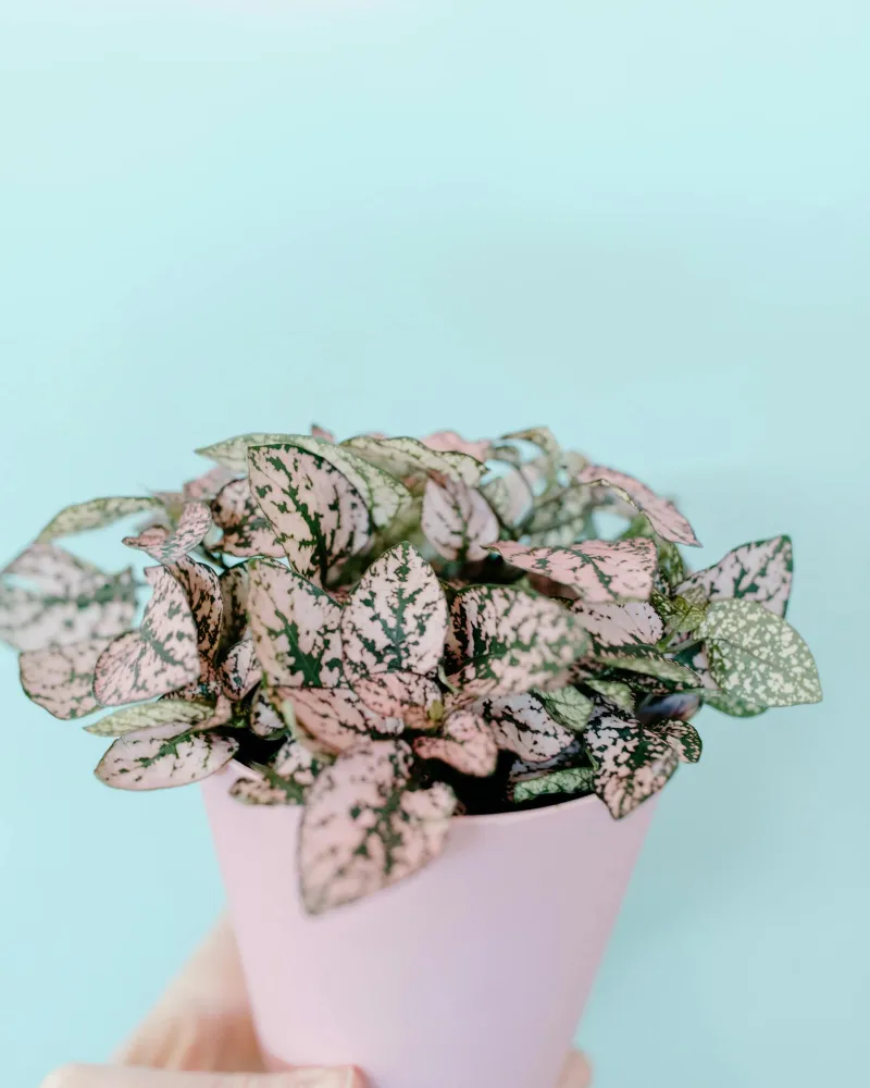 Succulent Trio