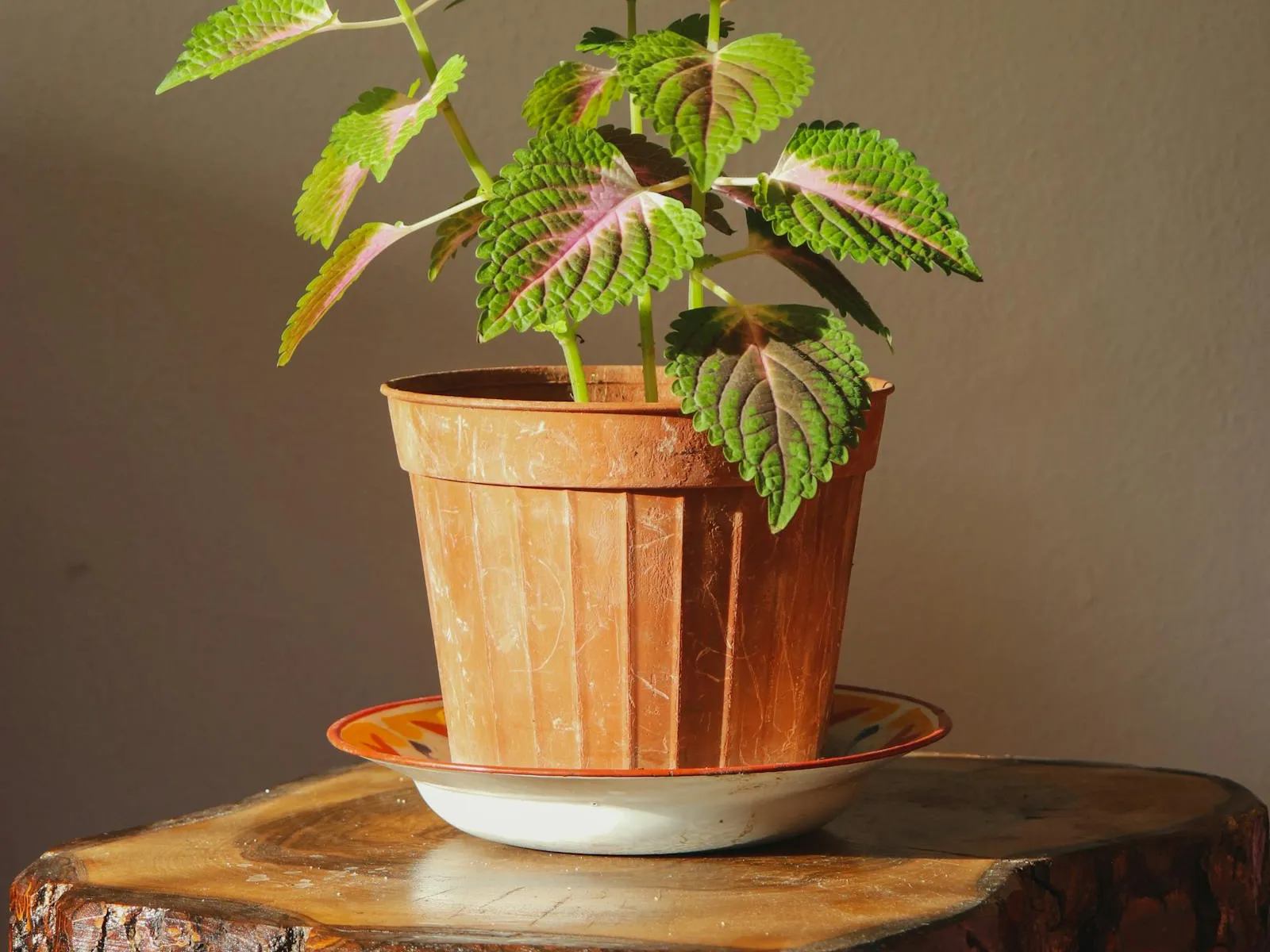 ZZ Plant