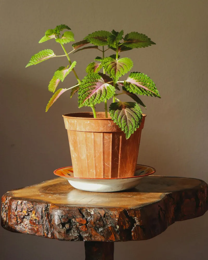 ZZ Plant